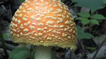 Amanita Mushroom, Half Grown, Deciduous Setting