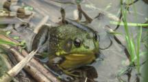 Green Frog, Sitting On Shore Of Pond