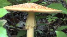 Amanita Mushroom, Fully Emerged, Showing Stem, Cap, Gills, With Insects 