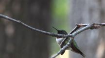 Ruby Throated Hummingbird Sitting On Stick, Watching, Exits
