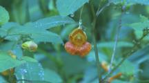 Jewelweed Flower, Straight Into Throat Of Flower, Dew On Stems