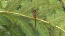 Dragonfly Hanging On Underside On Fern Leaf, Morning Dew