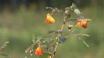 Jewelweed Flowers, Trio On Dewey Stems, Leaves