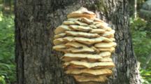 Polypore Mushroom On Side Of Tree, Door County, Lake Michigan Shore