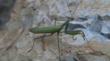 Praying Mantis On Rock, Side View, Looks At Camera, Down, To Left