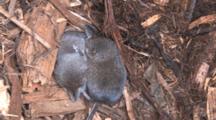 Two Pygmy Shrews In Nest, One Sleeping, One Washing Face, Another Enters, Exits