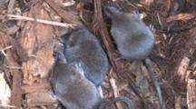 Two Pygmy Shrews In Nest, One Trying To Sleep, One Disrupting, Third Enters, Exits, Enters, Exits