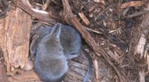 Two Pygmy Shrews In Nest, Settling In To Sleep