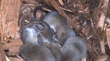 Four Pygmy Shrews In Nest Bundle, Sleeping, Another Enters, Disrupts Entire Group