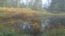 Wetland Habitat, Beaver Pond, Morning Fog, Mist
