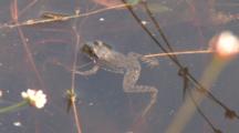Green Frog,  Floating In Pond