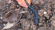 Blue Spotted Salamander, Newly Transformed Juvenile, Resting In Sandy Soil