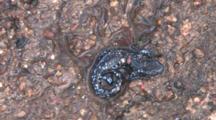 Blue Spotted Salamander, Newly Transformed Juvenile, Curled In Wet Sand, Exits