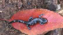 Blue Spotted Salamander, Newly Transformed Juvenile, Resting On Red Leaf