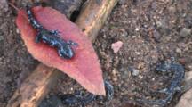 Blue Spotted Salamanders, Three Newly Transformed Juveniles, One Moves Head