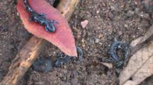 Blue Spotted Salamanders, Three Newly Transformed Juveniles, One Crawls Under Leaf