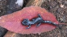 Blue Spotted Salamander, Newly Transformed Juvenile, Resting On Red Leaf
