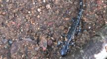 Blue Spotted Salamander, Crawling Beneath Branch To Hide