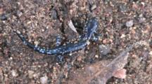 Blue Spotted Salamander, Turns, Quickly Exits