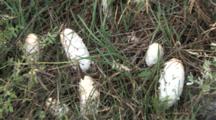 Shaggy Mane Mushrooms, Growing In Small Group, Lake Superior North Shore