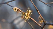 American Witch-Hazel Flowers, Group Of Three