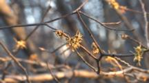 Fall Fowering Shrub, Zoom To American Witch-Hazel Flowers, Group Of Three