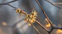 American Witch-Hazel Flowers, Group Of Three