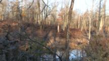White-Tailed Deer Bedded Down On Hillside, Zoom To Wetland Habitat, Pond