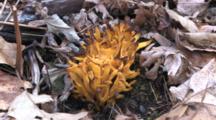 Coral Fungus, Touched By Frost, Growing On Woodland Floor Among Fallen Oak Leaves