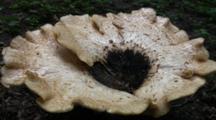 Large Polypore Mushroom, Growing On Tree Stump