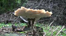 Large Polypore Mushroom, Growing On Tree Stump