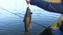 Brook Trout Fishing, Minnesota, Woman Landing Fish