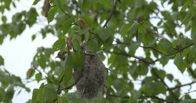 Female Oriole Building Nest,Flies In With Nesting Material