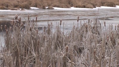 Cattails Along Frozen Stream,Crystal Ice Coating