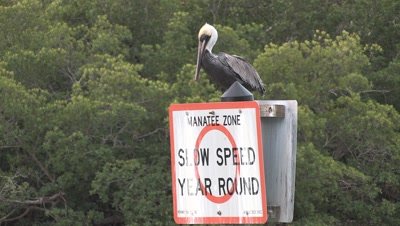 Pelican on Manatee Sign,ZI,Pelican Snaps Beak