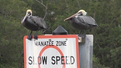 Manatee Zone Sign,Pelicans on Top,One Swaying in Wind
