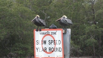 Manatee Zone Sign,Pelicans on Top,ZO to WA
