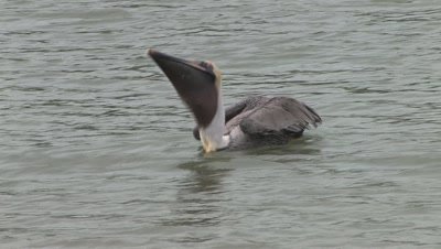 Pelican in Water Swallows Fish