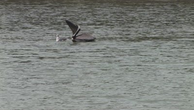 Pelican with Seagull in Attendance,Eats Fish,Gull Leaves
