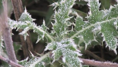 Thistle Leaves,Frost Lined