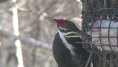 Pileated Woodpecker Feeding From Suet Cage on Tree