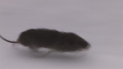 Meadow Vole Running Down Edge of Snow Covered Roadway 