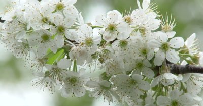  Apple Blossoms in Light Breeze
