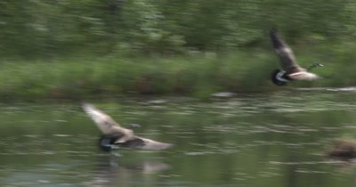 Canada Geese Fighting,Ganders Fighting Over Territory