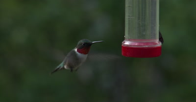  Male Ruby Throated Hummingbird Sipping At Feeder,Exits