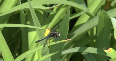  Dot Tailed Whiteface Dragonfly on Grass,Moves Head,Looking About.