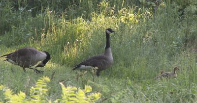 Canada Geese Parents Guarding Young Goslings,One Parent Scratching Foot