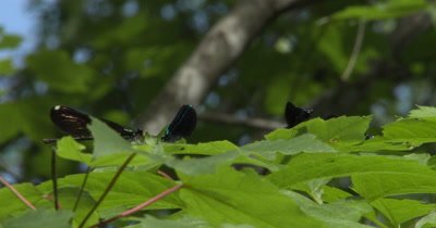 Ebony Jewelwing Damselflies Feeding,Resting,Hunting From Leaf Tops in Early Morning