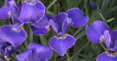 Blue Siberian Iris,Bee in Flower,Exits