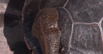 Leech Stuck to Shell of Turtle